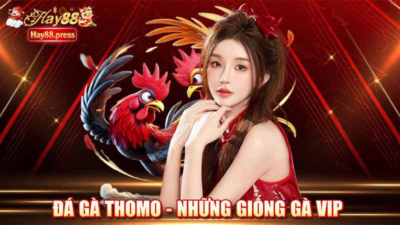 Đá gà Thomo - Những giống gà vip tại Thomo